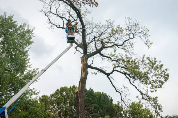 Best Tree Mulching  in Danville, IN